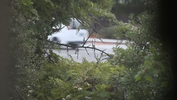 Perdeler Ağaçlar Aracılığıyla Görüntülenen Sabah Gidip Trafik — Stok video
