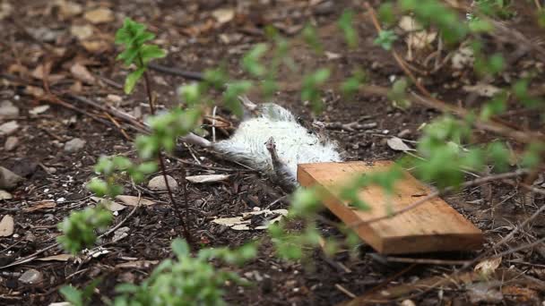 Eine Von Einer Falle Getötete Ratte Wird Von Ameisen Und — Stockvideo