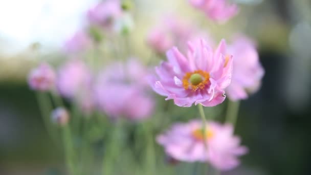 淡粉色的花朵在微风中 — 图库视频影像
