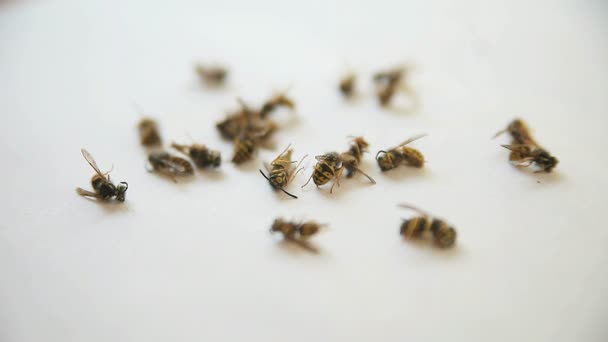 スプレーされた後に天井から落ちたスズメバチ — ストック動画