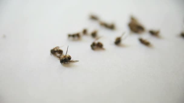 Wasp Försök Att Stiga Efter Dess Bygga Besprutades Med Gift — Stockvideo