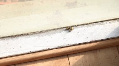 Sarı bir ceket wasp ölü bir arkadaşı taşımak için mücadele