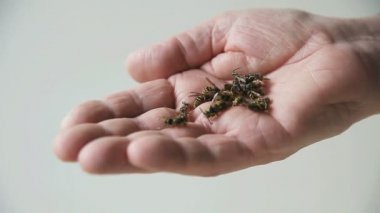 Bir adam birkaç sarı ceketli eşek arıları tutar, hepsi ölü ama bir