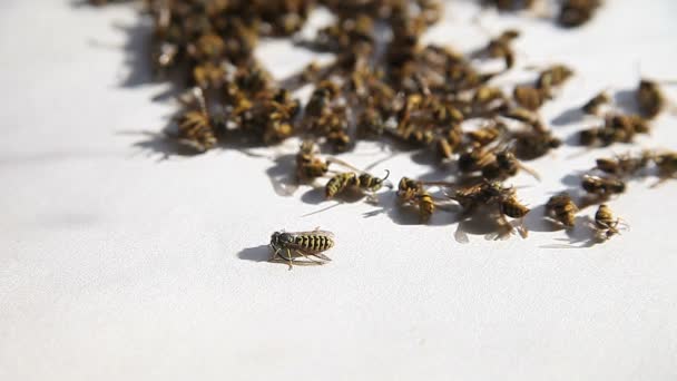 Yellow Jacket Tries Recover Spraying Its Nest — Stock Video