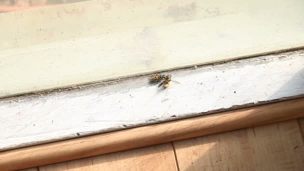 Gul Jacka Wasp Undersöker Dess Döda Följeslagare — Stockvideo