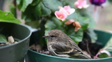 Bir sersemlemiş goldfinch bir pencereye uçtuktan sonra saksı bitki oturur