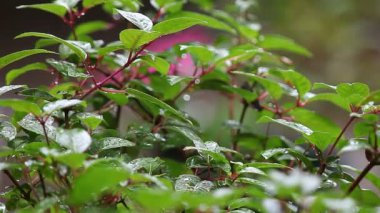 Yağmur bir fuşya bitkisinin yemyeşil üzerine düşüyor