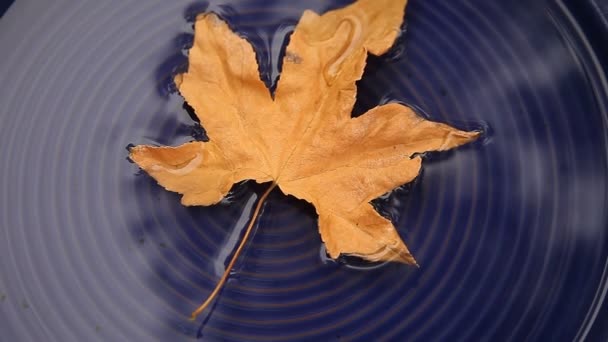 Foglie Grandi Galleggiano Sull Acqua Con Una Foglia Più Piccola — Video Stock