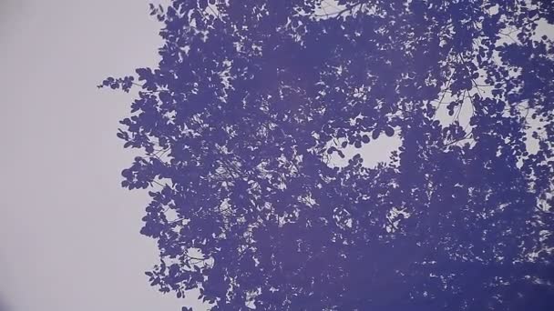鳥の群れのフライオーバーと落ち葉を持つオークの木の反射 — ストック動画