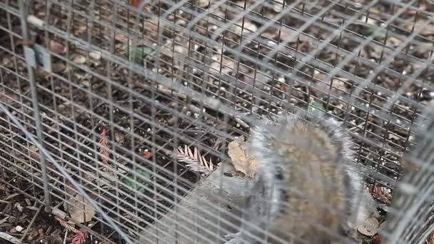 Écureuil pris au piège vocalise comme il fléchit en avant et en arrière 