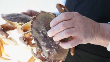 Bir adam iki taze, büyük canlı yengeç tutar