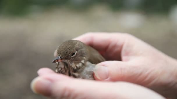 Betäubter Unreifer Vogel Wird Überprüft Seine Füße Unversehrt Sind — Stockvideo