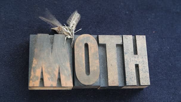 Nyligen Sin Kokong Moth Flyttar Sina Vingar Och Frigör Vätska — Stockvideo