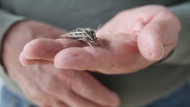 Man Holds Live Sphinx Moth His Fingers — Stock Video