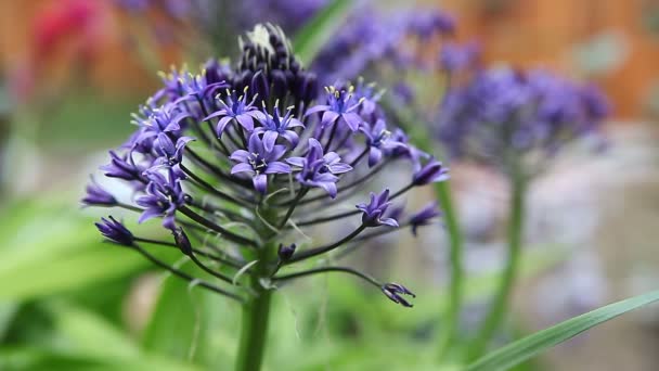 Tiefblaue Blüten Auf Einem Komplexen Blütenkopf — Stockvideo