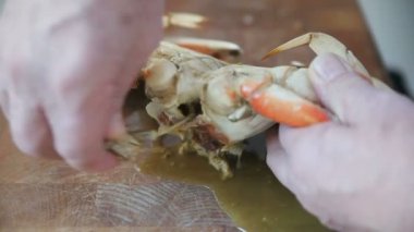 Bir adam pişmiş Dungeness yengeci ayırır ve yemek için hazırlar.
