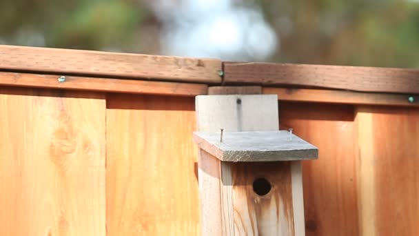 Getufte Mees Vogels Land Opstijgen Van Hun Nest Box — Stockvideo