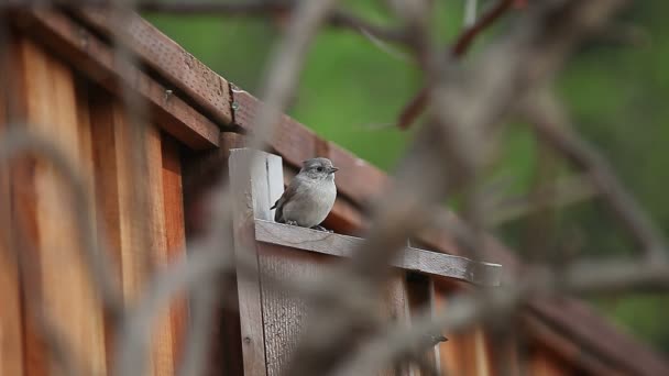 Tufted Timouse Neonata Riluttante Lasciare Sua Scatola Nido Come Altro — Video Stock