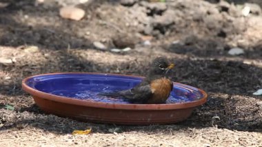Bir robin baharda sıcak bir günde kendini yeniler.