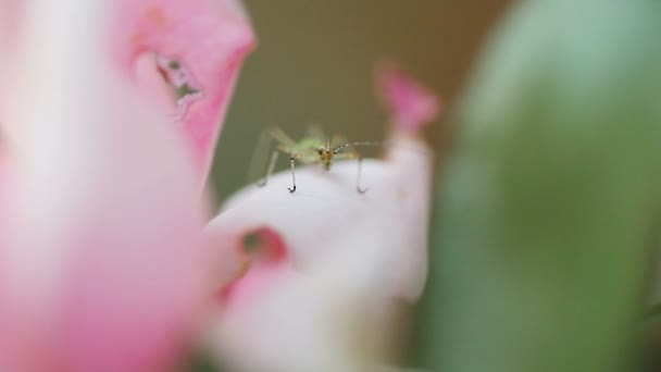 Inseto Minúsculo Repousa Sobre Uma Pétala Flor Anoitecer — Vídeo de Stock