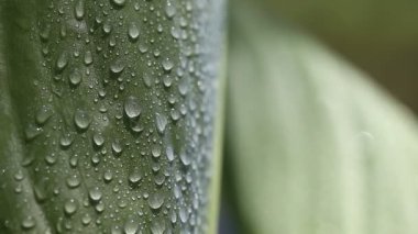 Tropikal yapraklarda suyun kapatılması, raf odağı