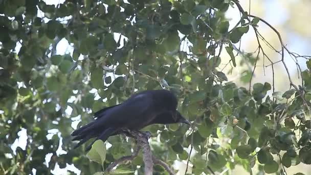 Zwei Krähen Ruhen Sich Einem Baum Aus Und Schauen Sich — Stockvideo