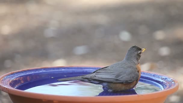 一只罗宾在鸟浴中抽出时间 — 图库视频影像