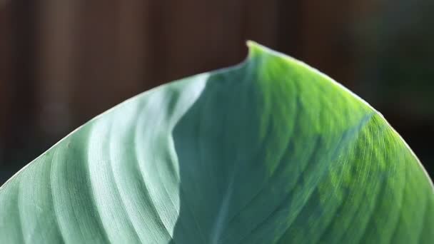 Close Van Een Canna Blad — Stockvideo