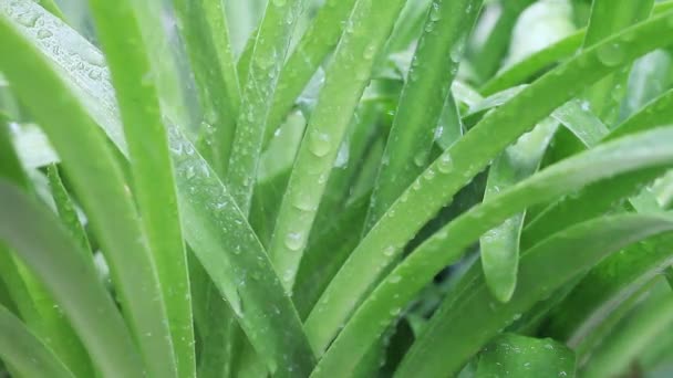 Close Upbeeld Van Water Dat Bladeren Van Nerine Planten Valt — Stockvideo