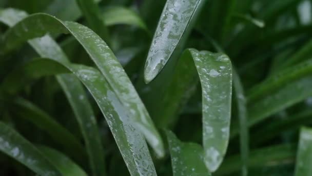 Laub Von Nerine Pflanzen Die Gegossen Werden — Stockvideo