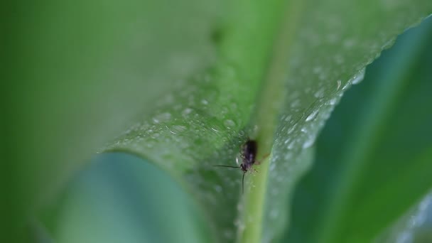 Insekt Vilar Våt Canna Leaf — Stockvideo