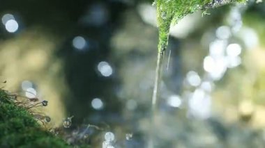 Yosunlu çeşme arka planda bokeh ile su ince dere döker.
