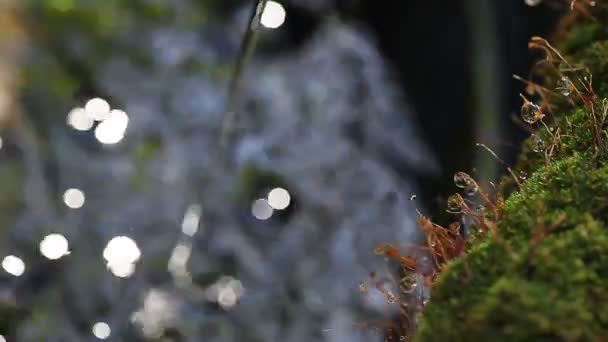 Tiges Mousse Avec Des Perles Eau Provenant Une Fontaine Qui — Video