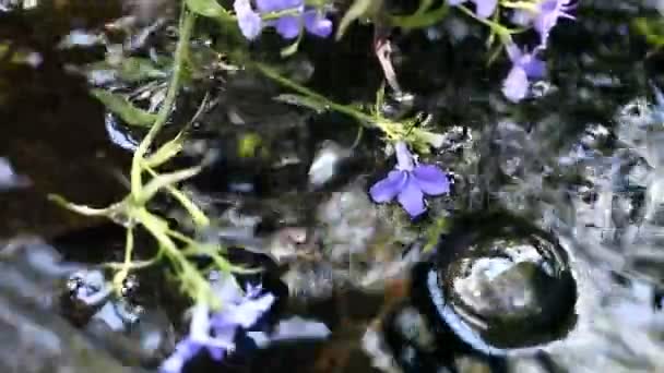 Kleine Blauwe Bloemen Zweven Een Waterfontein — Stockvideo