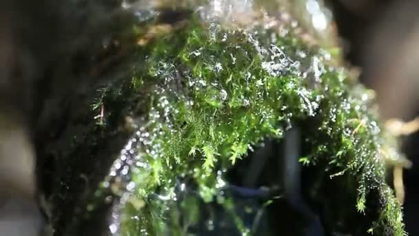 Agua Fluye Sobre Una Fuente Cubierta Musgo — Vídeos de Stock