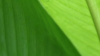 Kopyalama alanı ile tropikal yaprakları makro