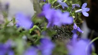 Bir çeşme, raf odak küçük mavi çiçekler