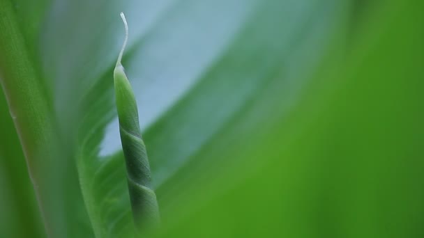 Ξεδιπλώστε Νέο Φύλλο Του Φυτού Canna — Αρχείο Βίντεο