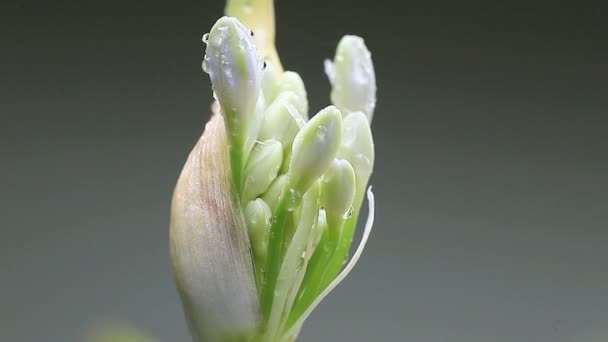 Blomma Knopp Agapanthus Eller Lilja Nilen — Stockvideo