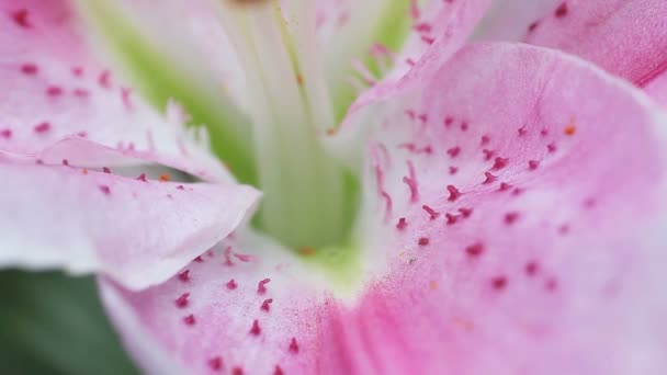 Widok Zbliżenie Środka Kwiat Lilii — Wideo stockowe