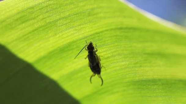 Primer Plano Una Plaga Insectos Una Hoja Tropical — Vídeos de Stock
