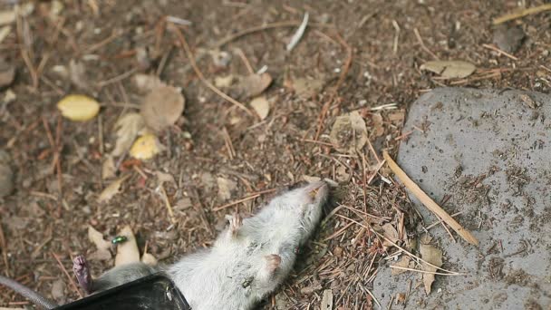 Rodent Caught Trap Suburban Backyard — Stock Video