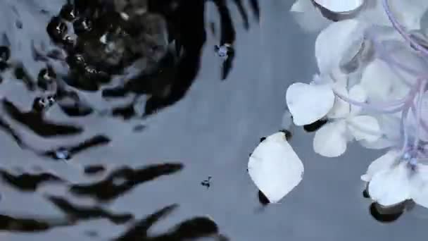 淡蓝色的花朵漂浮在冒泡的喷泉中 — 图库视频影像