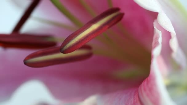 Closeup View Male Reproductive Parts Stargazer Lily — Stock Video