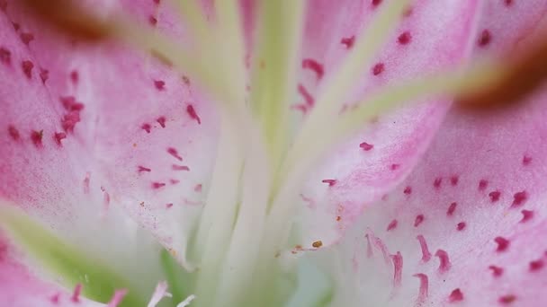 Macro View Center Lily — Stock Video