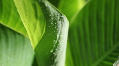 Büyük yaprak yağmur boncuklu