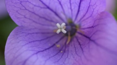 Bir balon çiçeğiveya platycodon grandiflorus closeup