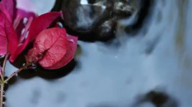 Bir çeşmede yüzen macenta begonvil yakın çekim