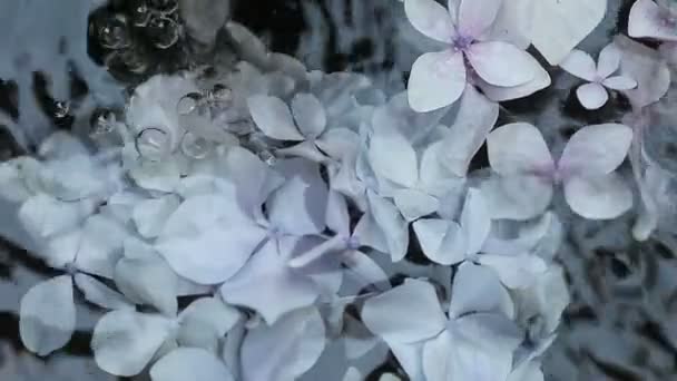 流れる水の中で浮かび上がり回転する淡いアジサイの花 — ストック動画