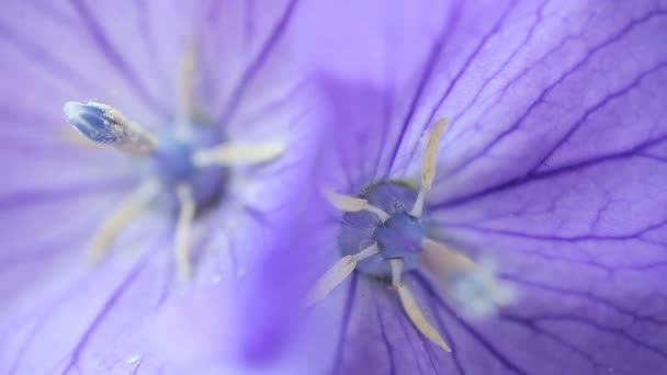 Closeup Two Pastel Flowers Showing Some Male Female Parts — Stock Video